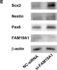 Fig.5.E showing Western Blotting from the publication: MicroRNA-582-5p Contributes to the Maintenance of Neural Stem Cells Through Inhibiting Secretory Protein FAM19A1.