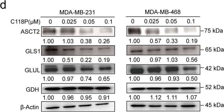 Fig.4.D showing Western Blotting in a Homo sapiens (Human) sample from the publication: A Novel ASCT2 Inhibitor, C118P, Blocks Glutamine Transport and Exhibits Antitumour Efficacy in Breast Cancer.