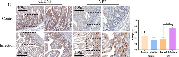 Fig.1.C showing Immunohistochemistry from the publication: CLDN3 inhibits rotavirus attachment by targeting residue 74 of VP7.