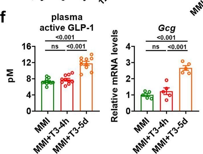Fig.1.F from the publication: Hepatic thyroid hormone signalling modulates glucose homeostasis through the regulation of GLP-1 production via bile acid-mediated FXR antagonism.