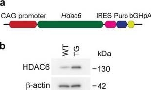 Fig.2.A showing Western Blotting in a Mus musculus (House mouse) sample from the publication: Targeting the HDAC6-Cilium Axis Ameliorates the Pathological Changes Associated with Retinopathy of Prematurity.
