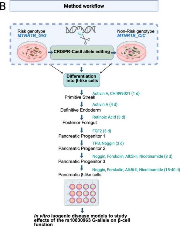 Fig.1.B from the publication: Modeling Genetic Risk of β-Cell Dysfunction in Human Induced Pluripotent Stem Cells From Patients Carrying the MTNR1B Risk Variant.