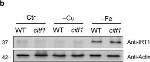 Fig.11.B showing Western Blotting from the publication: CITF1 interacts with FIT and regulates copper-iron crosstalk in Arabidopsis.