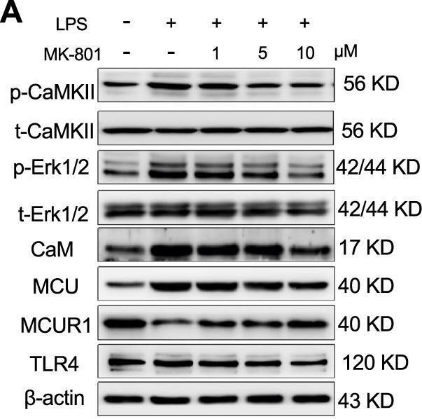 Fig.3.A showing Western Blotting in a Homo sapiens (Human) sample from the publication: NMDARs antagonist MK801 suppresses LPS-induced apoptosis and mitochondrial dysfunction by regulating subunits of NMDARs via the CaM/CaMKII/ERK pathway.