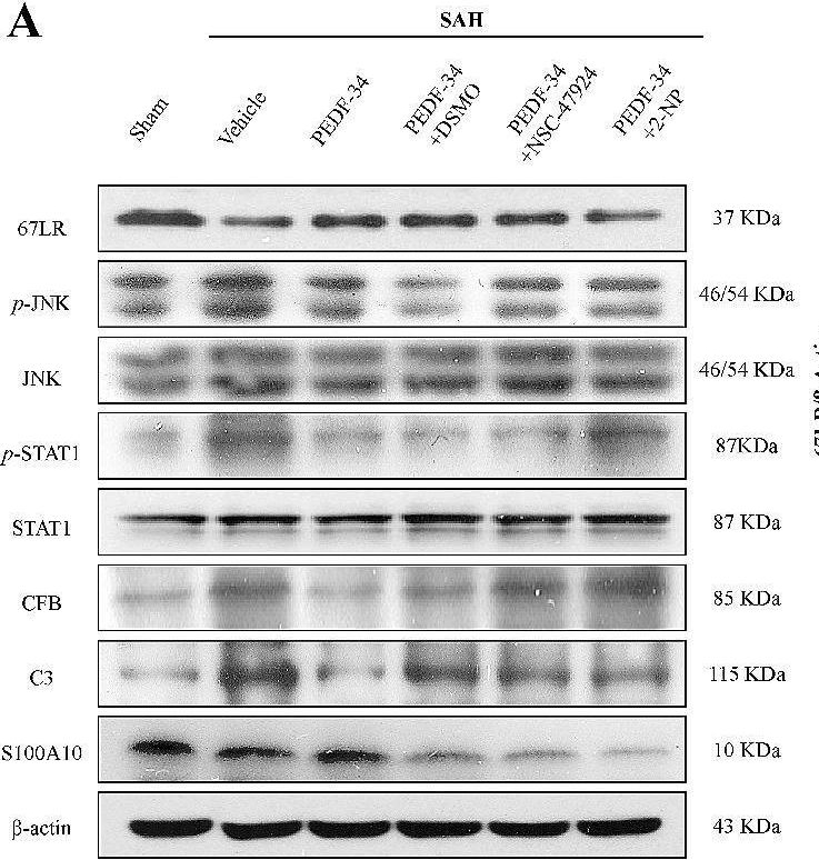 Fig.4.A showing Western Blotting from the publication: PEDF-34 attenuates neurological deficit and suppresses astrocyte-dependent neuroinflammation by modulating astrocyte polarization via 67LR/JNK/STAT1 signaling pathway after subarachnoid hemorrhage in rats.