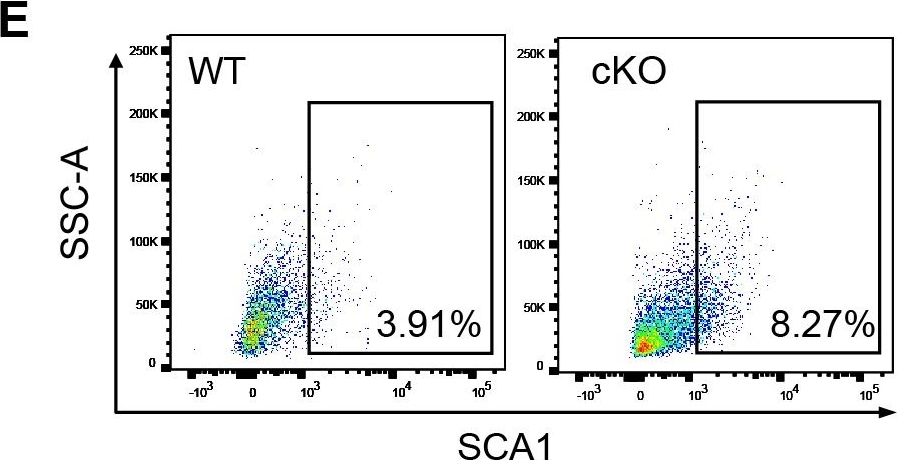 Fig.1.E showing Flow cytometry/Cell sorting in a Mus musculus (House mouse) sample from the publication: Intestinal-epithelial LSD1 controls goblet cell maturation and effector responses required for gut immunity to bacterial and helminth infection.
