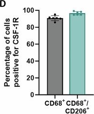 Fig.2.D from the publication: Targeting CSF-1 signaling between tumor cells and macrophages at TMEM doorways inhibits breast cancer dissemination.