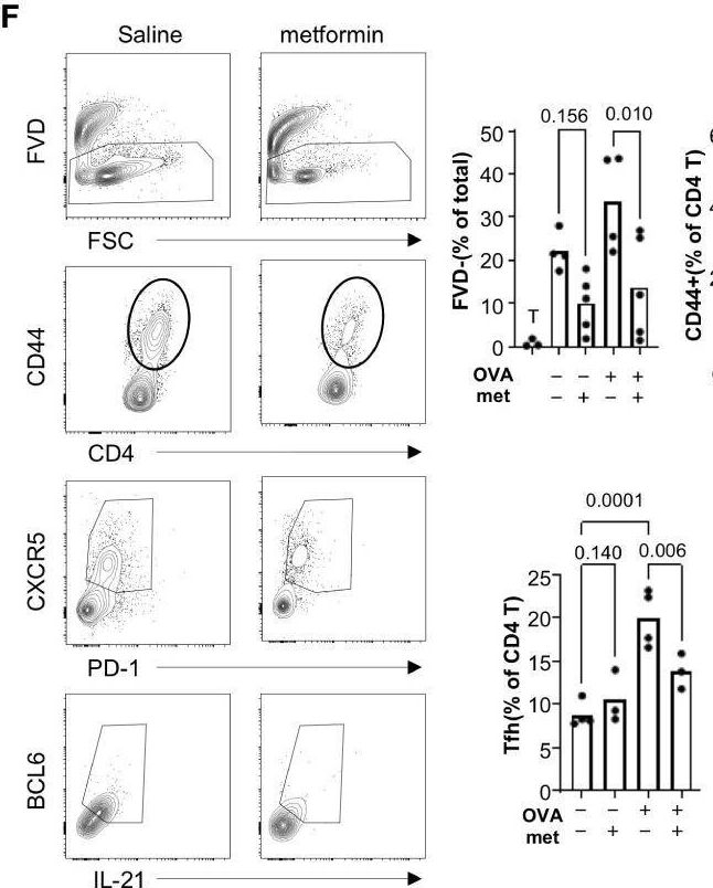 Fig.7.F showing Flow cytometry/Cell sorting from the publication: Phenotypic and functional characteristics of murine CD11c+ B cells which is suppressed by metformin.