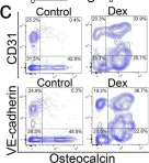 Fig.1.C showing Flow cytometry/Cell sorting in a Mus musculus (House mouse) sample from the publication: Cell Transitions Contribute to Glucocorticoid-Induced Bone Loss.