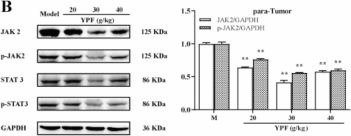 Stat3 (79D7) Rabbit mAb | Cell Signaling Technology Stat3 (79D7) Rabbit mAb | Cell Signaling Technology