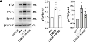 Fig.7.A showing Western Blotting in a Homo sapiens (Human) sample from the publication: A cancer mutation promotes EphA4 oligomerization and signaling by altering the conformation of the SAM domain.
