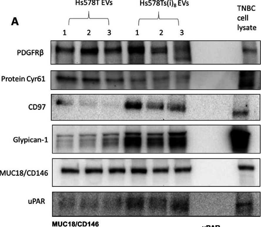 Fig.6.A showing Western Blotting from the publication: Proteomics profiling identifies extracellular vesicles' cargo associated with tumour cell induced platelet aggregation.