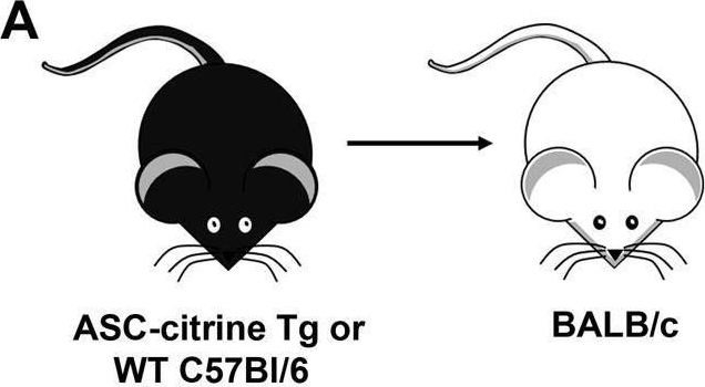 Fig.5.A from the publication: Inflammasome activation occurs in CD4+ and CD8+ T cells during graft-versus-host disease.