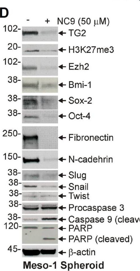 Fig.4.D showing Western Blotting from the publication: Transglutaminase is a mesothelioma cancer stem cell survival protein that is required for tumor formation.