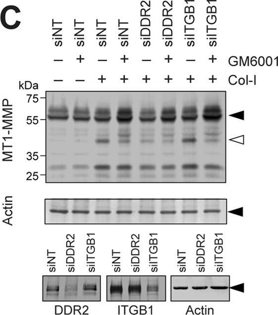 Fig.4.C showing Western Blotting in a Homo sapiens (Human) sample from the publication: Discoidin domain receptor 2 mediates collagen-induced activation of membrane-type 1 matrix metalloproteinase in human fibroblasts.