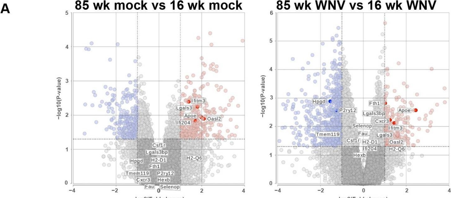 Fig.1.A showing Flow cytometry/Cell sorting in a Mus musculus (House mouse) sample from the publication: West Nile Virus-Induced Expression of Senescent Gene Lgals3bp Regulates Microglial Phenotype within Cerebral Cortex.