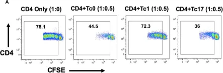 Fig.1.A showing Flow cytometry/Cell sorting in a Homo sapiens (Human) sample from the publication: IL-12-Induced Immune Suppressive Deficit During CD8+ T-Cell Differentiation.