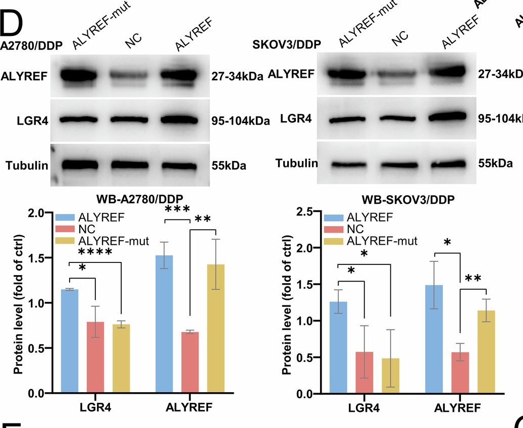 Fig.7.D showing Western Blotting in a Homo sapiens (Human) sample from the publication: Multi-omics analysis reveals that ALYREF-mediated m5C modification promotes platinum resistance in ovarian cancer via the NSUN2/ALYREF/LGR4 axis.
