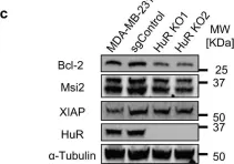 Fig.1.C showing Western Blotting from the publication: Targeting the interaction between RNA-binding protein HuR and FOXQ1 suppresses breast cancer invasion and metastasis.