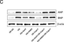 Fig.10.C showing Western Blotting in a Rattus norvegicus (Rat) sample from the publication: Astragaloside IV prevents calpain-1-mediated cardiac hypertrophy and fibrosis induced by diabetes.