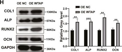 Fig.2.H showing Western Blotting from the publication: WTAP-Mediated m6A RNA Methylation Regulates the Differentiation of Bone Marrow Mesenchymal Stem Cells via the miR-29b-3p/HDAC4 Axis.