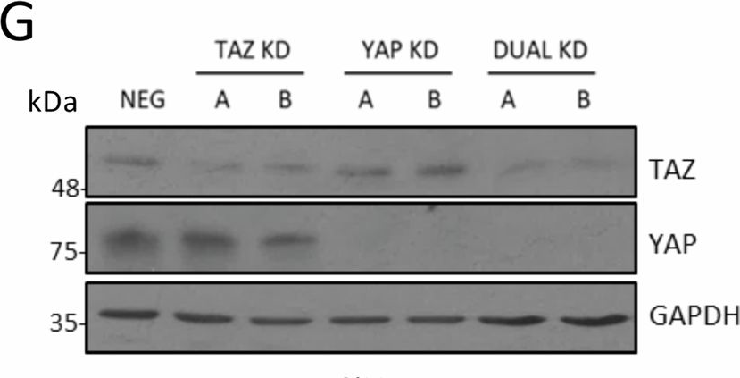 Fig.5.G showing Western Blotting in a Homo sapiens (Human) sample from the publication: The Hippo pathway transcription factors YAP and TAZ play HPV-type dependent roles in cervical cancer.