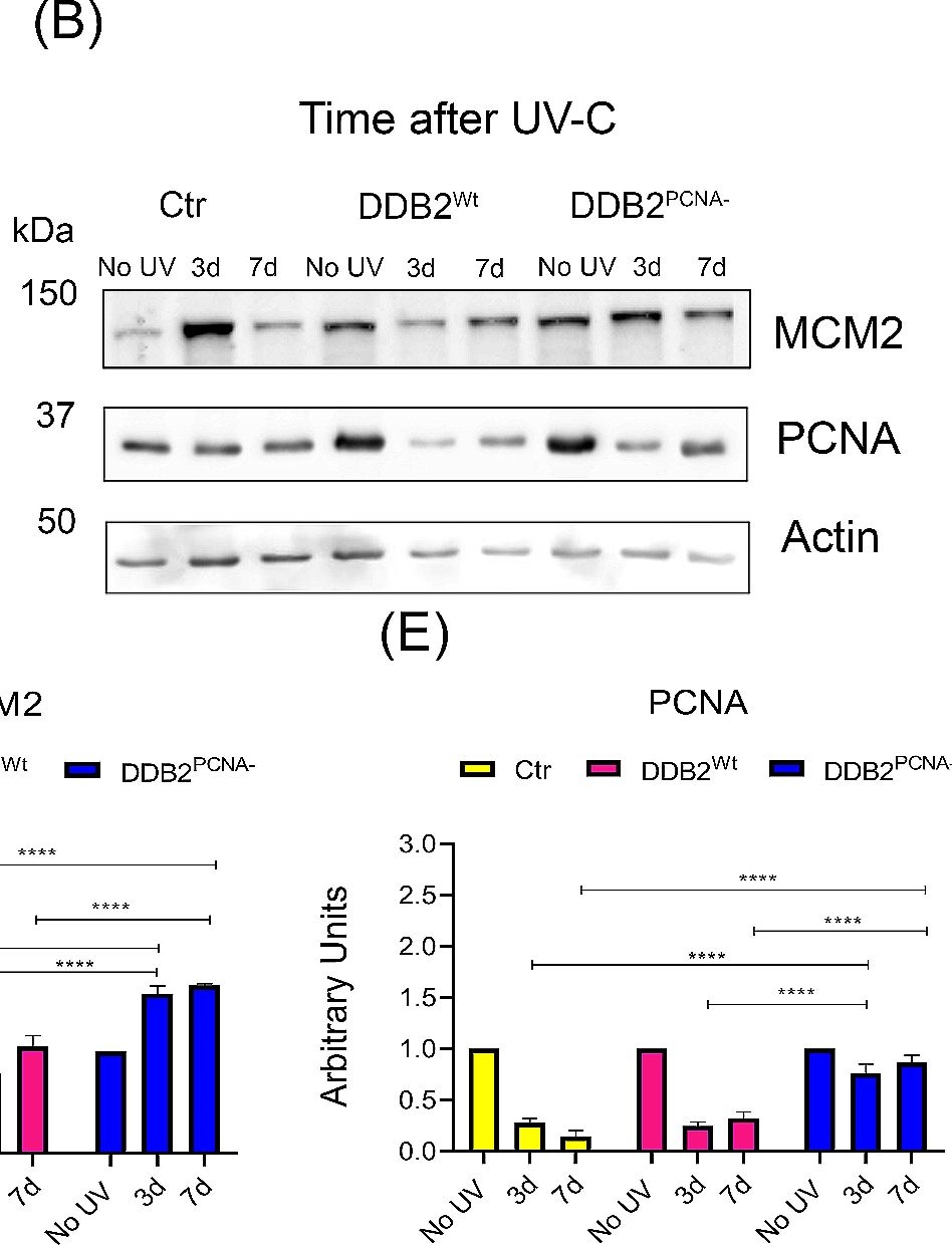 Fig.6.B showing Western Blotting in a Homo sapiens (Human) sample from the publication: Epithelial-to-mesenchymal transition and NF-kB pathways are promoted by a mutant form of DDB2, unable to bind PCNA, in UV-damaged human cells.