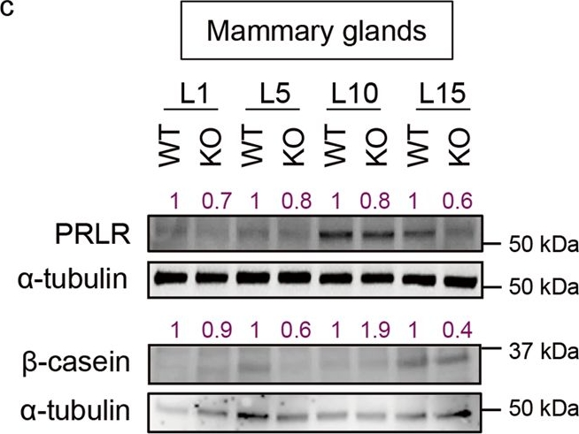 Fig.6.C showing Western Blotting in a Mus musculus (House mouse) sample from the publication: Fatty acid amide hydrolase drives adult mammary gland development by promoting luminal cell differentiation.