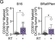Fig.3.G from the publication: CD301b+ monocyte-derived dendritic cells mediate resistance to radiotherapy.
