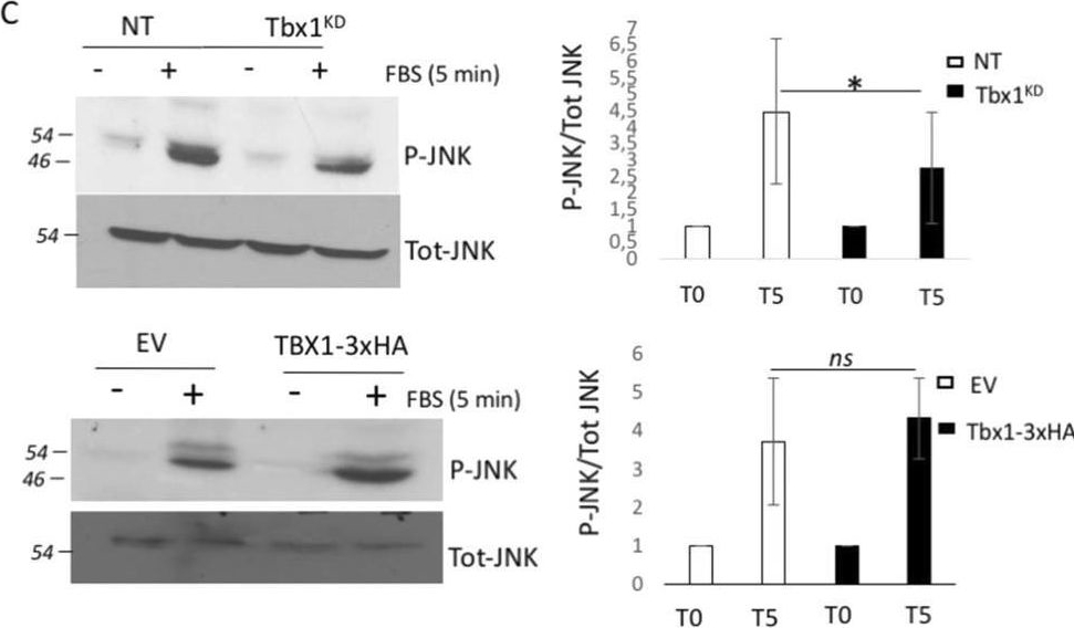 Fig.2.C showing Western Blotting in a Mus musculus (House mouse) sample from the publication: Tbx1 plays a critical role in focal adhesion dynamics through paxillin regulation.