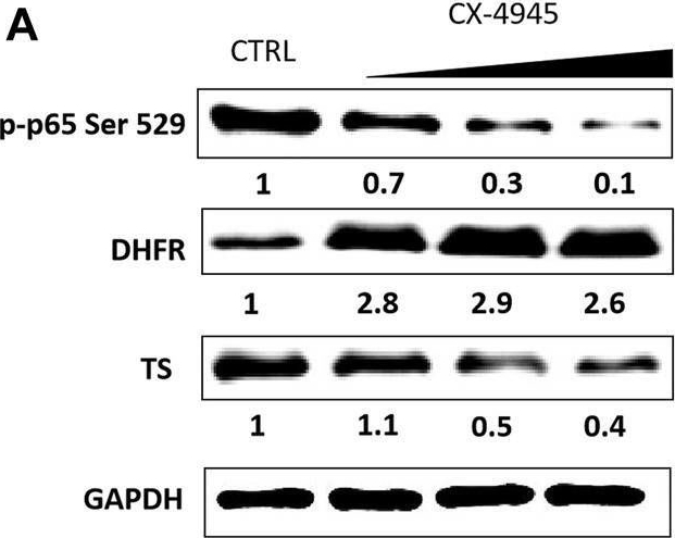 Fig.1.A showing Western Blotting in a Homo sapiens (Human) sample from the publication: Inhibition of Protein Kinase CK2 Affects Thymidylate Synthesis Cycle Enzyme Level and Distribution in Human Cancer Cells.