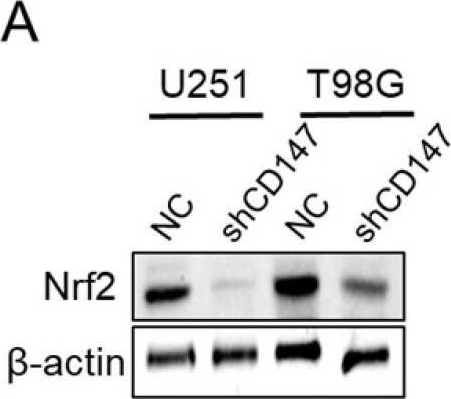 Fig.3.A showing Western Blotting in a Homo sapiens (Human) sample from the publication: CD147 confers temozolomide resistance of glioma cells via the regulation of β-TrCP/Nrf2 pathway.