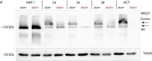 Fig.6.A showing Western Blotting from the publication: Assessing cell lines with inducible depletion of cohesin and condensins components through analysis of metaphase chromosome morphology.