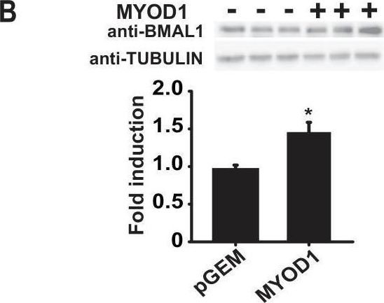 Fig.2.B showing Western Blotting from the publication: MYOD1 functions as a clock amplifier as well as a critical co-factor for downstream circadian gene expression in muscle.