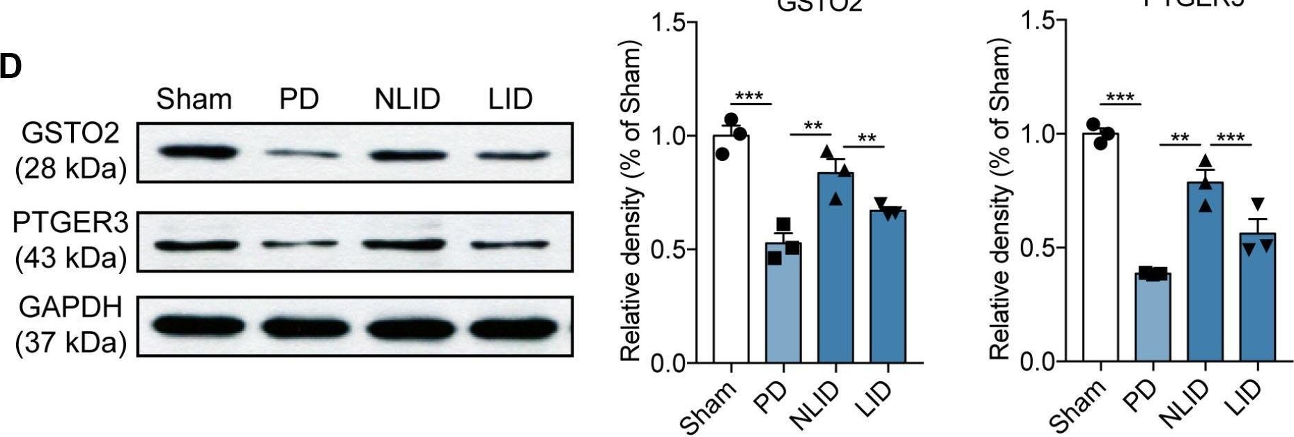 Fig.4.D showing Western Blotting from the publication: Integrated transcriptome expression profiling reveals a novel lncRNA associated with L-DOPA-induced dyskinesia in a rat model of Parkinson's disease.