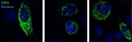 Fig.9.A showing Immunocytochemistry-immunofluorescence in a Homo sapiens (Human) sample from the publication: Metabolism of phosphatidylinositol 4-kinase IIIα-dependent PI4P Is subverted by HCV and is targeted by a 4-anilino quinazoline with antiviral activity.