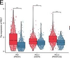 Fig.6.E showing Flow cytometry/Cell sorting in a Homo sapiens (Human) sample from the publication: Immune-related RELT drives clear cell renal cell carcinoma progression through JAK/STAT signaling pathway activation.
