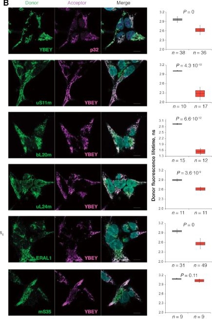 Fig.5.B showing Immunocytochemistry-immunofluorescence from the publication: YBEY is an essential biogenesis factor for mitochondrial ribosomes.