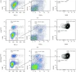 Fig.6.A showing Flow cytometry/Cell sorting in a Mus musculus (House mouse) sample from the publication: Genetic Nrf2 Overactivation Inhibits the Deleterious Effects Induced by Hepatocyte-Specific c-met Deletion during the Progression of NASH.