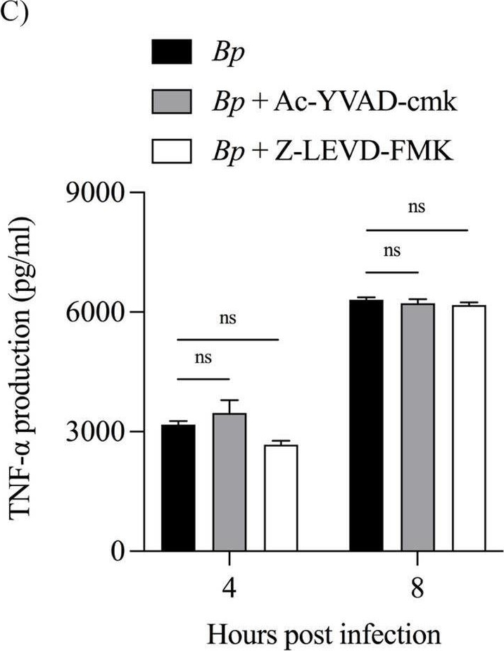 Fig.5.C from the publication: ECDD-S16, a synthetic derivative of cleistanthin A, suppresses pyroptosis in Burkholderia pseudomallei-infected U937 macrophages.