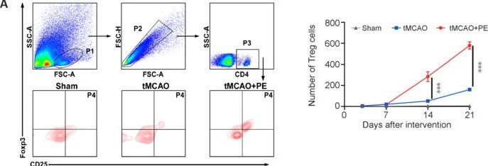 Fig.4.A showing Flow cytometry/Cell sorting in a Mus musculus (House mouse) sample from the publication: Physical exercise promotes white matter repair after ischemic stroke.