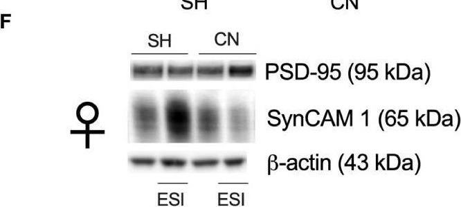 Fig.5.F showing Western Blotting in a Rattus norvegicus (Rat) sample from the publication: Communal nesting shapes the sex-dependent glutamatergic response to early life stress in the rat prefrontal cortex.