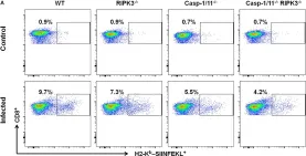 Fig.2.A showing Flow cytometry/Cell sorting in a Mus musculus (House mouse) sample from the publication: RIPK3 and Caspase-1/11 Are Necessary for Optimal Antigen-Specific CD8 T Cell Response Elicited by Genetically Modified Listeria monocytogenes.