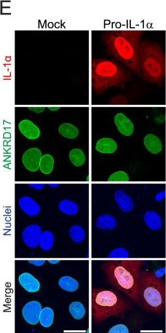 Fig.3.E showing Immunocytochemistry-immunofluorescence from the publication: Proximity labelling of pro-interleukin-1α reveals evolutionary conserved nuclear interactions.