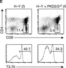 Fig.4.C showing Flow cytometry/Cell sorting in a Mus musculus (House mouse) sample from the publication: Protein kinase D regulates positive selection of CD4+ thymocytes through phosphorylation of SHP-1.