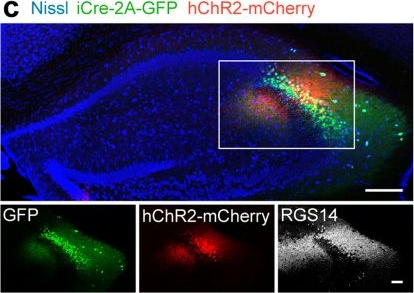 Fig.4.C showing Immunohistochemistry-immunofluorescence from the publication: Specific AAV2/PHP.eB-mediated gene transduction of CA2 pyramidal cells via injection into the lateral ventricle.