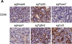 CD45 (D3F8Q) Rabbit mAb | Cell Signaling Technology
