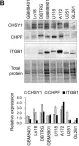 Fig.2.B showing Western Blotting from the publication: Targeting Chondroitin Sulfate Reduces Invasiveness of Glioma Cells by Suppressing CD44 and Integrin β1 Expression.
