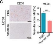FMi mkdot ページ CD31 (PECAM-1) (D8V9E) Rabbit Monoclonal Antibody | Cell Signaling
