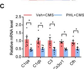 Fig.4.C from the publication: Phloretin decreases microglia-mediated synaptic engulfment to prevent chronic mild stress-induced depression-like behaviors in the mPFC.